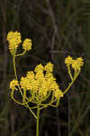 Tall pinebarren milkwort